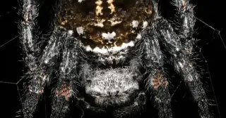 Darwin’s Bark Spider Spins Ultra-Tough Silk and Bridges Rivers Across Madagascar