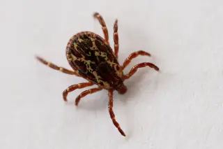 Colorado braces for a busy tick season as mild winter boosts tick activity