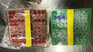 NIH Virologists Face Conspiracy Charge Over Alleged Monkeypox Shipment