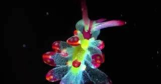 Wiggling Worlds: Microscopic Motion Unveils the Invisible Life