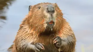 Rabies Alarm Triggers Maryland State Park Closure After Beaver Attacks