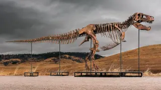 Gus the T. rex Heads to Sotheby’s Auction, Sparking Science-Access Debate