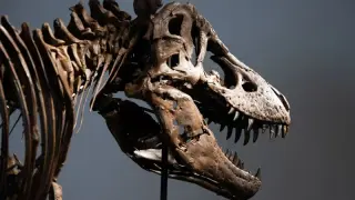 Record-Breaking T. rex Fetches $50.13M at Sotheby’s