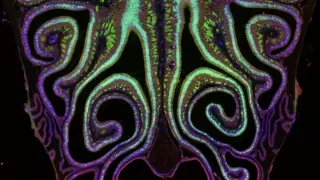 First Detailed Smell Map Reveals Receptor Gradient in Mouse Noses