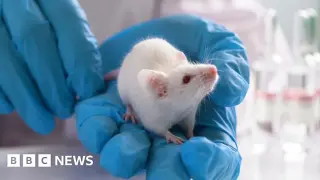 Mice engineered with human brain cells spark breakthrough in brain disease research