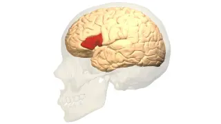1861 Autopsy Pinpoints Brain’s Language Center