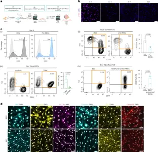 Stem-derived retinal endothelium restores the inner blood-retina barrier and enables disease modeling