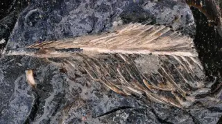 Feathers in dinosaur poop unlock why birds survived the mass extinction