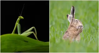 2026 Nikon Comedy Wildlife Awards Finalists Highlight Global Humor in Conservation