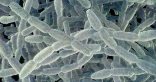 Seventh Death in Manhattan Legionnaires Outbreak Mirrors Harlem’s 2025 Toll