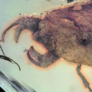 Ancient insect with crablike claws named after Stray Kids