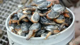West Coast Soft-Shell Clams Confront Severe Contagious Cancer Outbreak