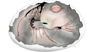 250-million-year fossil confirms mammal ancestors laid eggs