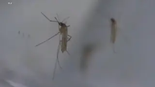 SoCal Mosquito Boom: Heat, Humidity and Rain Extend the Season and Pack More Bites
