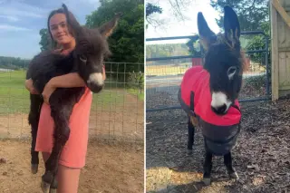 Georgia Donkey HeeHaw Killed by Police; Owner Fights for Justice