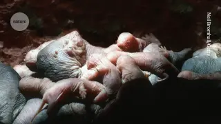 Queen's odor blocks rivals reproducing in naked mole-rat colonies