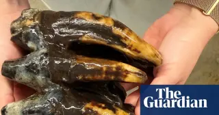 Remarkable 10,000-year-old mastodon molar found in California by researcher