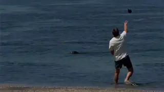 Rock-throwing tourist arrested over attack on Hawaii’s endangered monk seal