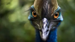 Chasing Mission Beach’s Elusive Cassowaries