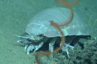 Deep-Sea Giant Extends Fasting to Five Years With Borrowed Microbial Gene
