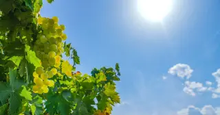 Heat and drought push France's wine harvest toward a 70-year low