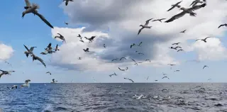 Feathered Beginnings: Tracing How Birds Evolved from Dinosaur Ancestors
