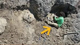 First Adult T. rex Trackway Reveals 1-Meter Footprints in North Dakota