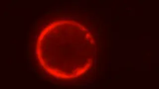 SpudCell: first synthetic cell built from non-living components completes a full life cycle