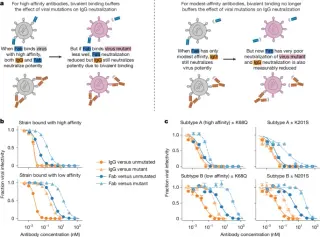 RSV F mutation map links antibody escape to subtype differences and real-time surveillance