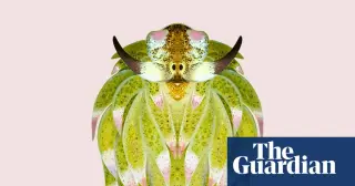 Sun-powered sea slug steals chloroplasts to photosynthesize
