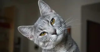 Sugarless Senses: Evolution Silenced Cats' Sweet Receptors
