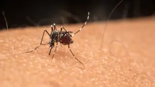 Warming climate lengthens West Nile transmission season in the U.S.