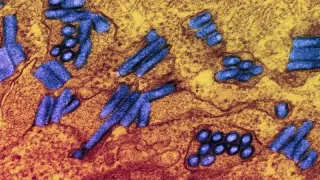 Rabies scare at North Carolina petting zoo prompts hundreds to seek treatment