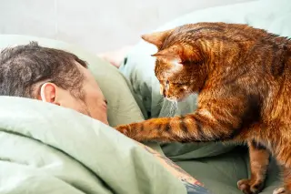 Cat-Linked Fungus Detected in Uruguay, Sparking South American Health Alarm