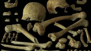 Northwestern European Neanderthals Were Genetically Diverse, Challenging Inbreeding Doom