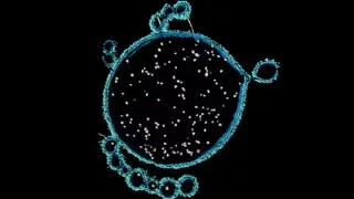 Shark Bay Microbes Illuminate the Birth of Complex Life
