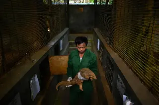 Wildlife trade tied to global disease spread, new study shows