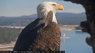 Famed Big Bear bald eagle fights mystery illness as doctors hunt elusive cause