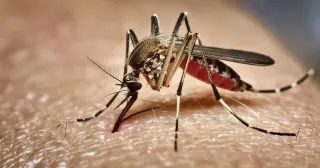 Google plans 64 million sterile mosquitoes to curb dengue in California and Florida
