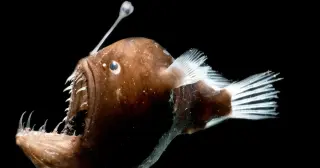 Sunlit Sighting: First Live Daylight Anglerfish Observed Off Tenerife