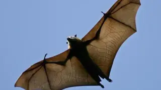 Rabid bat found near Renton playground triggers rabies precautions