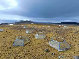 Antarctic Plants Adopt Divergent Strategies to Survive Seven Years of Warming