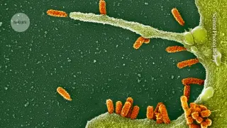 Moderna’s mRNA flu vaccine cleared for older adults, promising faster strain updates