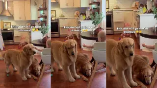 Golden Retriever’s Baby-Food Heist Goes Hilariously Wrong