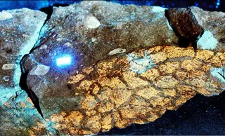Diplodocus Skin Reveals Speckled Camouflage from 150 Million Years Ago