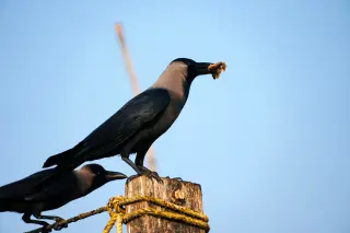 Tamil Nadu Activates Bird Flu Watch After 1,000+ Crow Deaths in Chennai