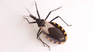 Tropical Disease Spreading Among U.S. Wildlife