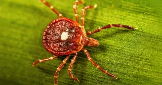 Pennsylvania woman diagnosed with alpha-gal syndrome after backyard tick bite