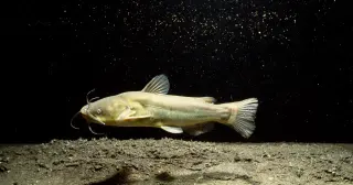 Transmissible Melanoma Detected in Freshwater Catfish
