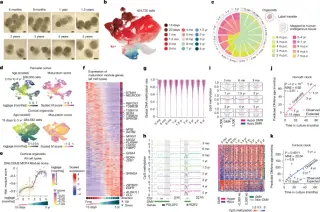Lab-grown brain organoids reveal an intrinsic developmental clock that records years in culture